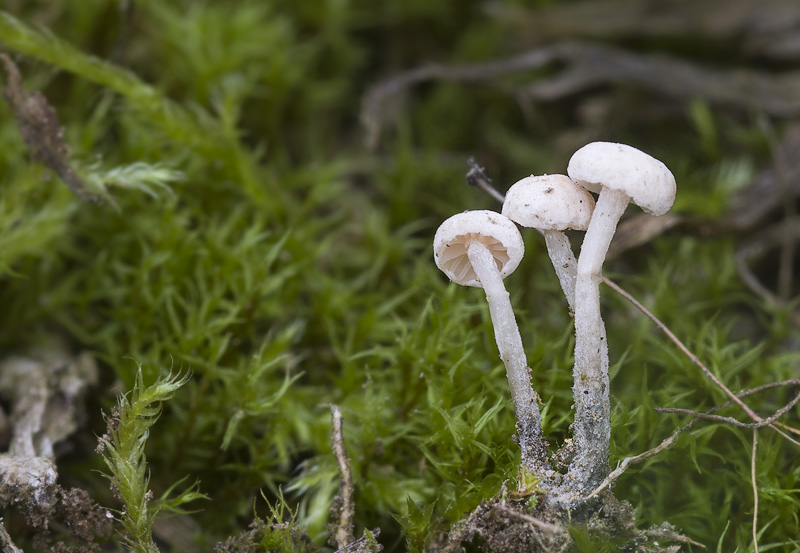 Marasmiellus tricolor